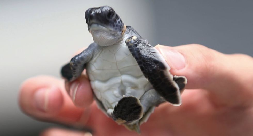 580 baby sea turtles just got a head-start on life thanks to the U.S. Coast Guard.