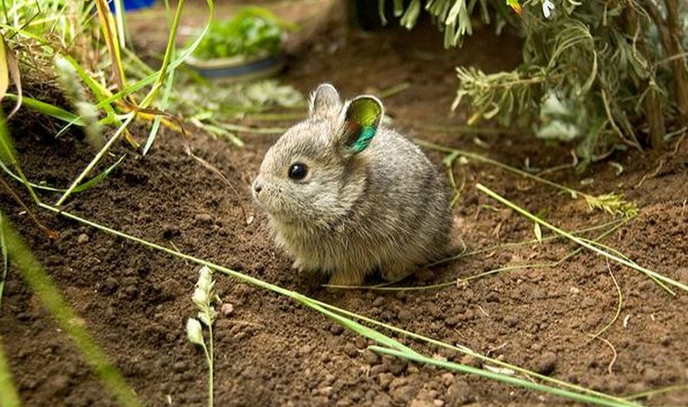 When these scientists battled it out to identify the world's cutest
