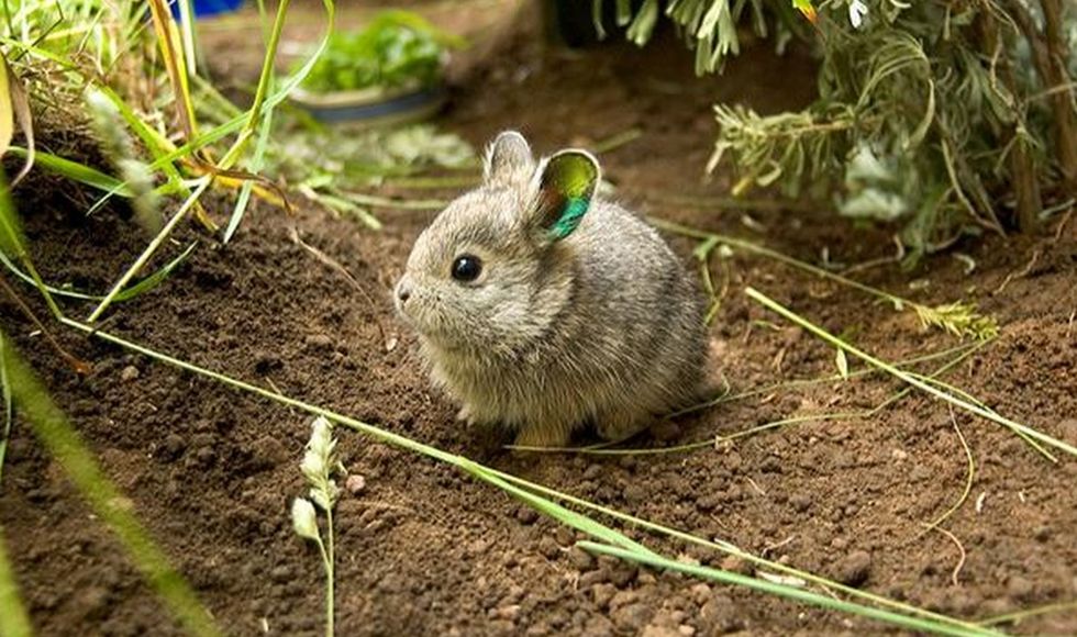 When these scientists battled it out to identify the world's cutest