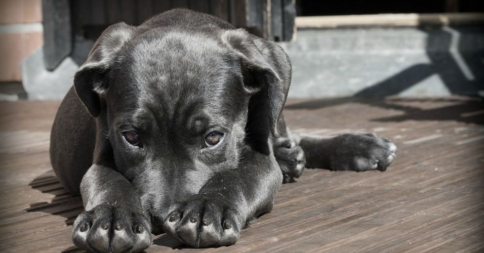 6 ways having a dog can make life more awesome
