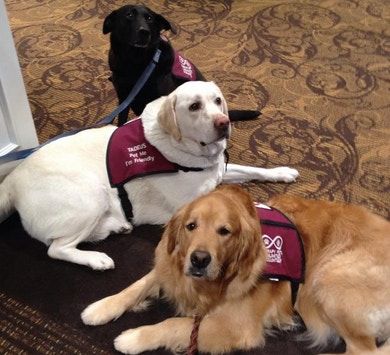 therapy pets unlimited