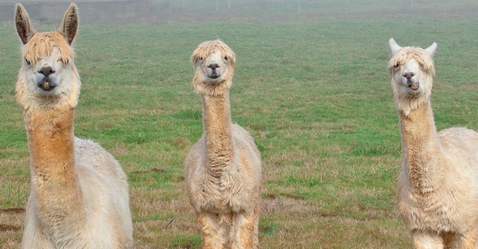 5 cute animals that take therapy to a whole new level