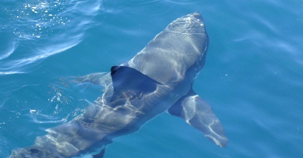 Shark attacks are scary, but here are some facts to keep things in perspective.
