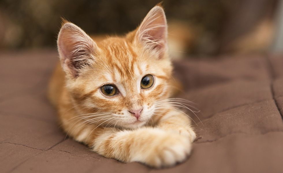 Do these 3 kitten photos help you focus? That's what a 2012 study says.