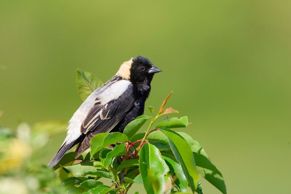 Some birds started to die off, so a high school science teacher used a drone to protect them.