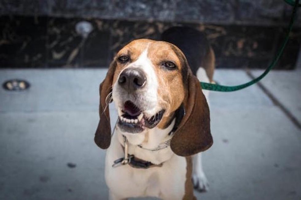 A dog explains why Phoenix's pet store law is such a big win for shelter animals.