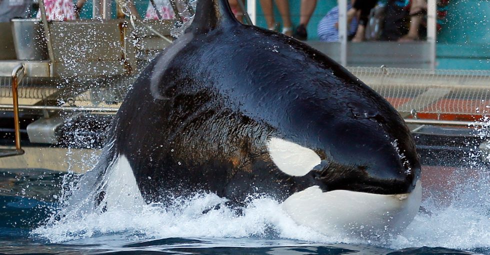 In just 4 words, Harry Styles undid SeaWorld's expensive, dishonest PR campaign.