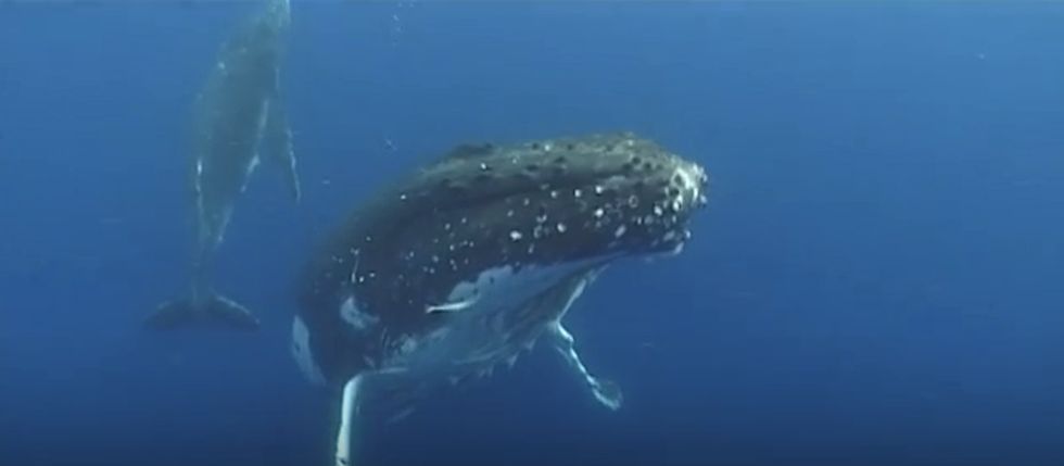 A seafaring man wants to know what an energy company is hiding from him and his ocean community.
