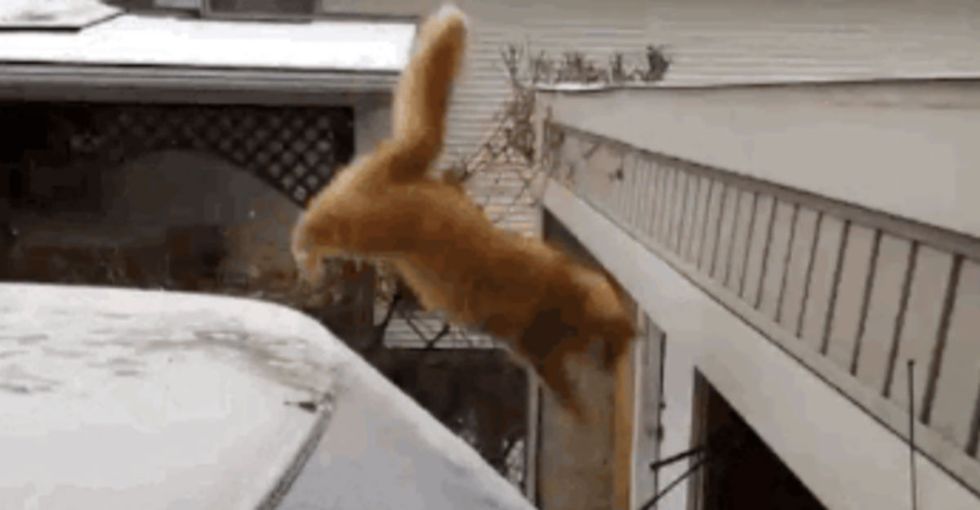 5 cats that are so over patriarchy