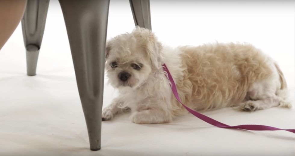 This dog rescue PSA hilariously slams Ashley Madison cheaters, wins the Internet.