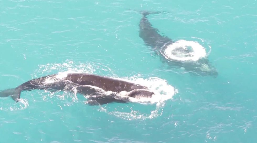 Researchers monitor these whales from above, but protecting them will be its own challenge.