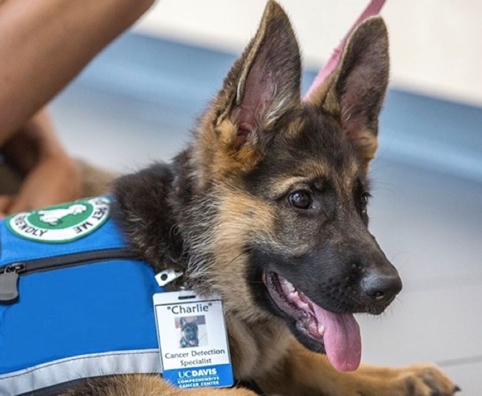 These puppies are using their robust sense of smell to sniff out cancer.