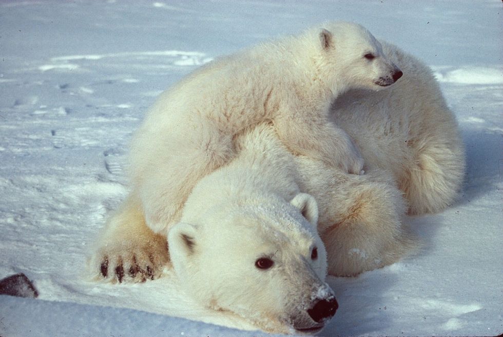 Polar bears aren't actually white and more amazing facts about Arctic animals who need your help