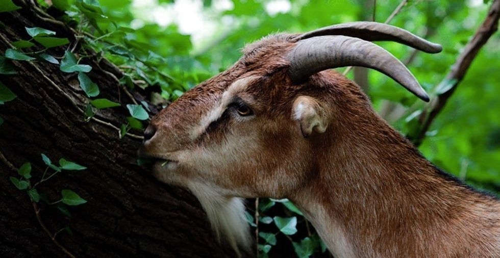 This national landmark hired 30 new workers: hungry goats.