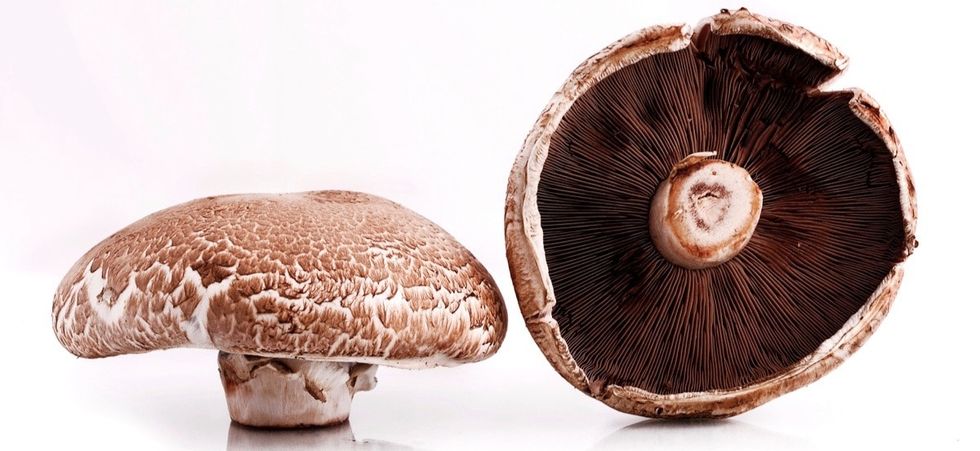 What do portobello mushrooms have to do with better batteries? Everything.