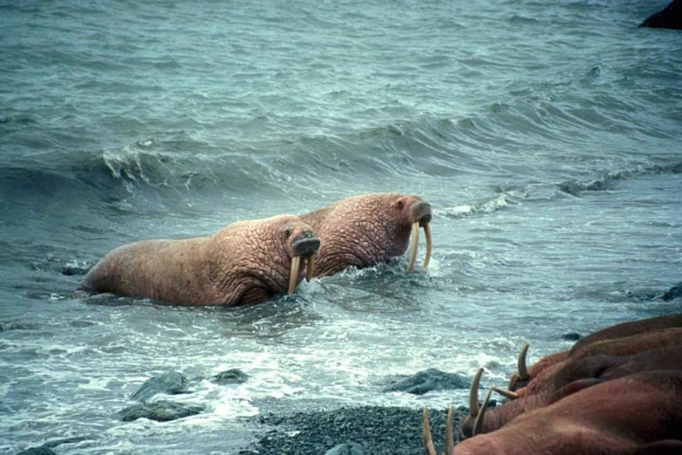 Walruses are gathering by the thousands near a remote Alaskan village. Here's why.