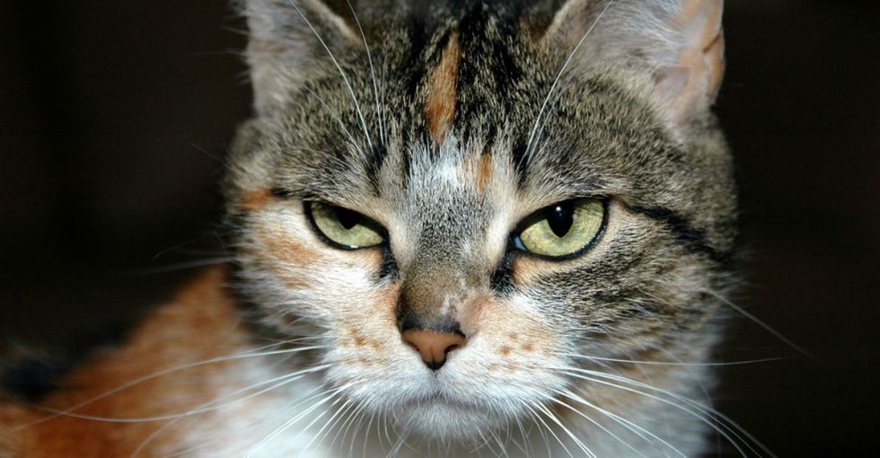 Ships known for keeping slaves have been linked to pet food companies. Big ones.