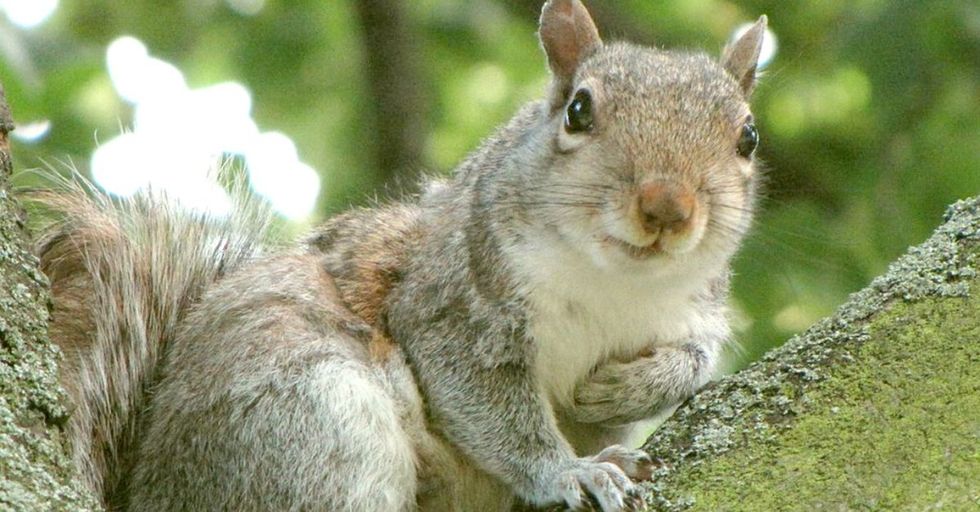'Can we talk about the Yoplait design? We're getting hurt. Signed, Your Animal Friends.'