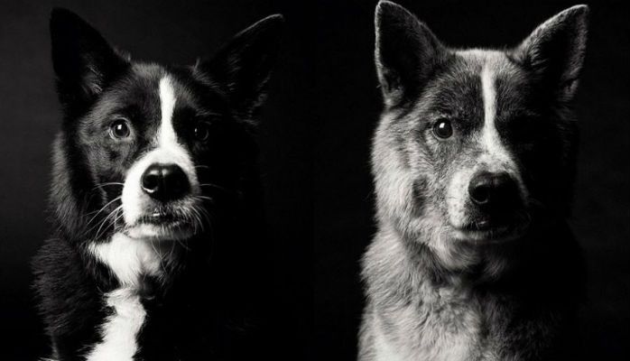 in dog years how old is 10