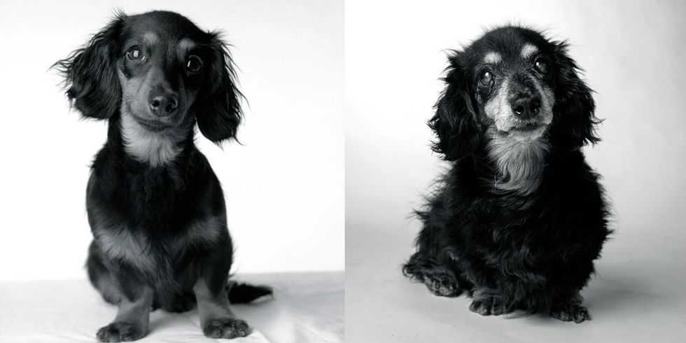 A stunning photo project shows how dogs age through the years.