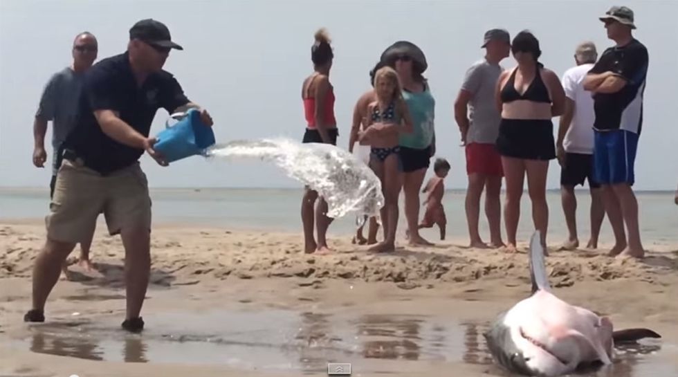 Watch beachgoers rush to save a stranded great white shark rather than run away screaming.