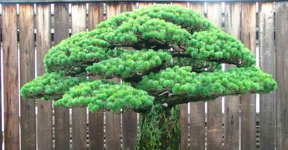 It took 25 years for anyone to figure out this bonsai tree survived the Hiroshima bombing.
