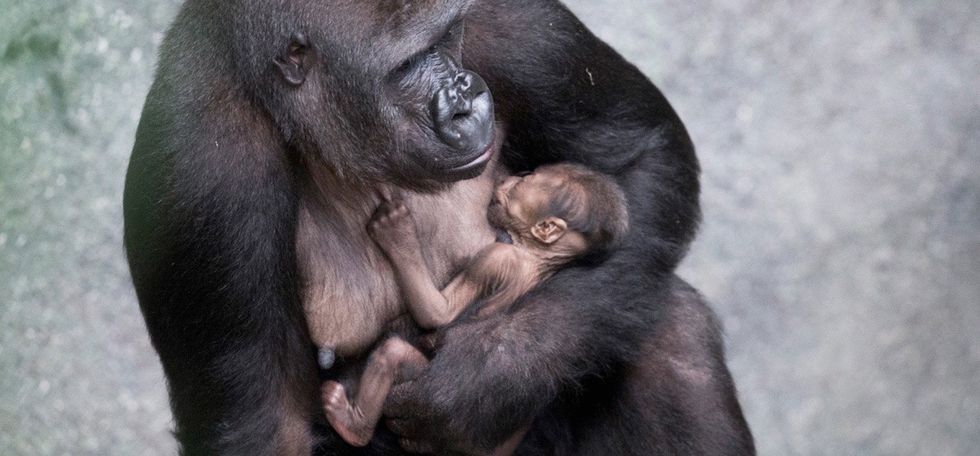 The newest member of this gorilla family is ready for his closeup in a cute photo series.