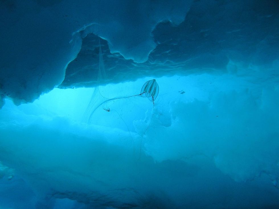 What happens during the long, dark periods of the Arctic winter months? A lot more than we thought.
