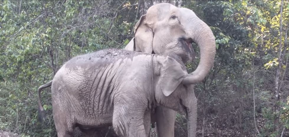 What happens when this 7-year-old elephant reunites with its mom? Love wins.