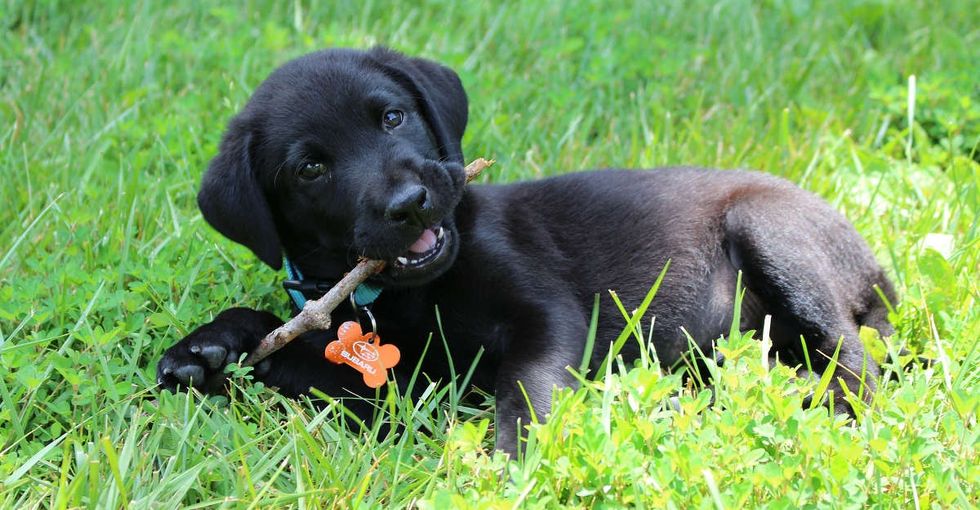 11 ridiculously adorable black dogs enjoying life and slaying me in the process