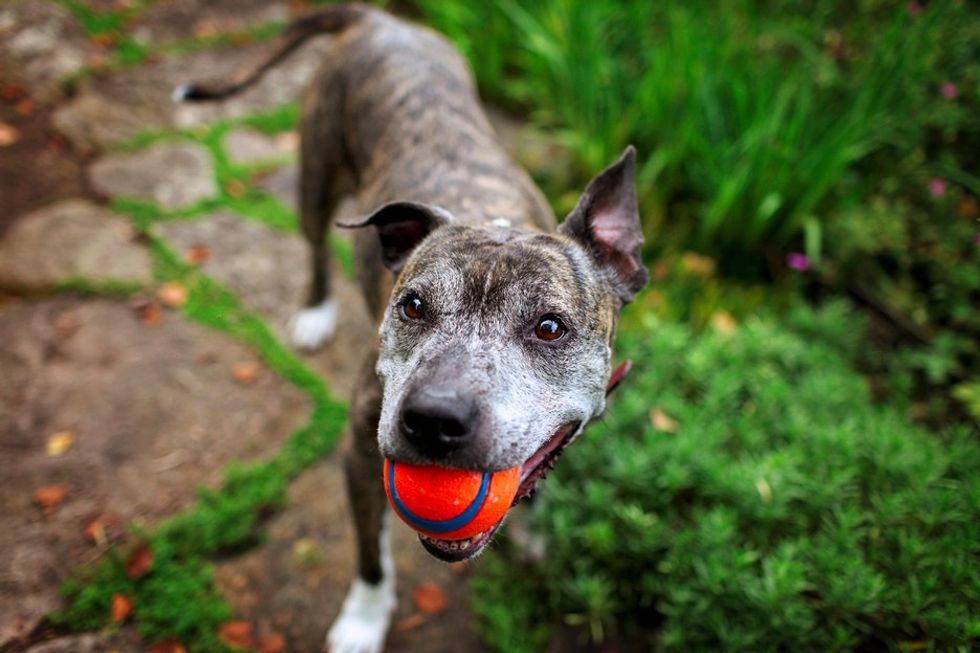 These 5 adorable photos show how old dogs bring magic into their owners' lives.