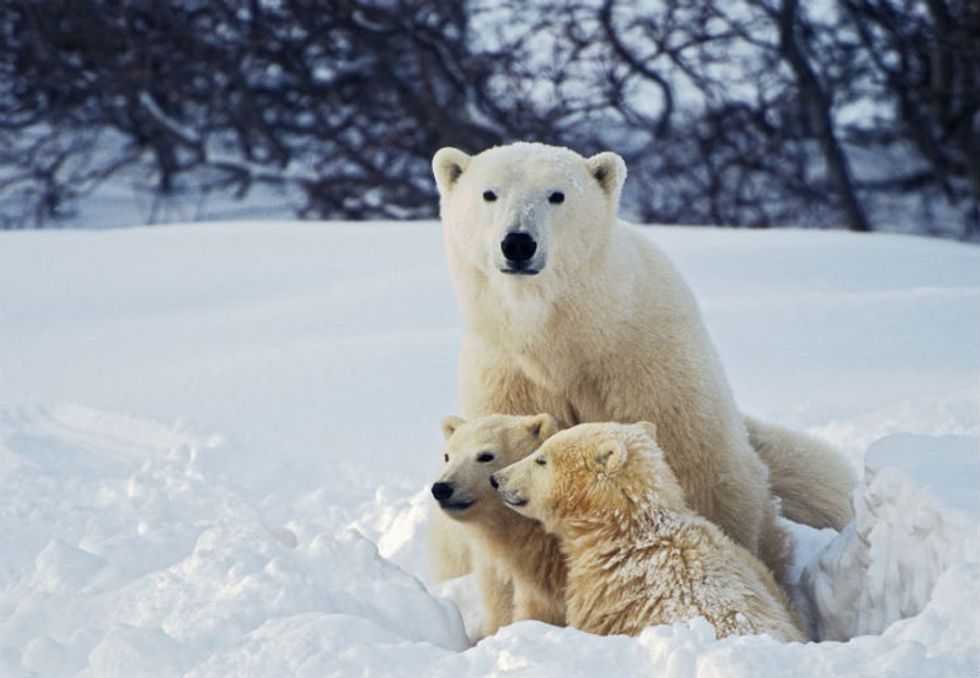 The truly disappointing reason why Shell claims it stopped Arctic drilling