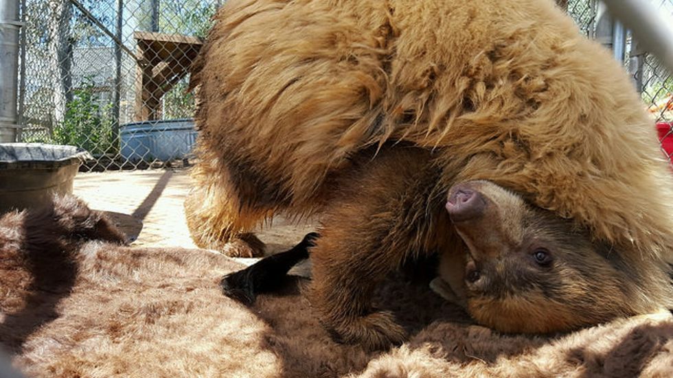 A genius way to repurpose old, unwanted furs for a great cause.