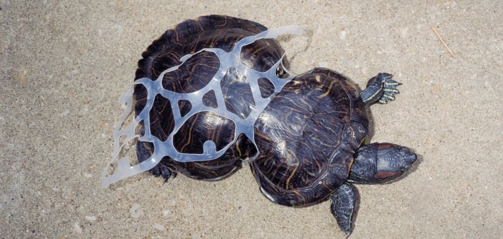 See this turtle's miraculous recovery after getting caught in a piece of litter.