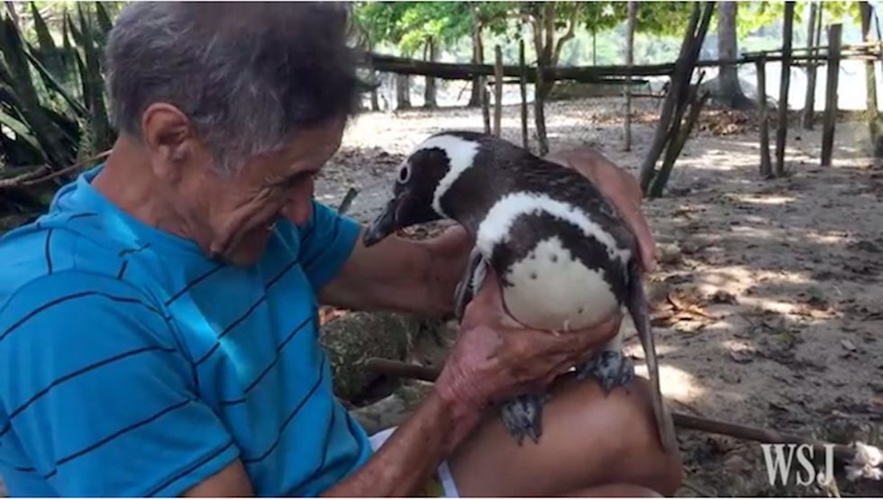 A Brazilian widower gets adopted by a penguin. It's freaking adorable.