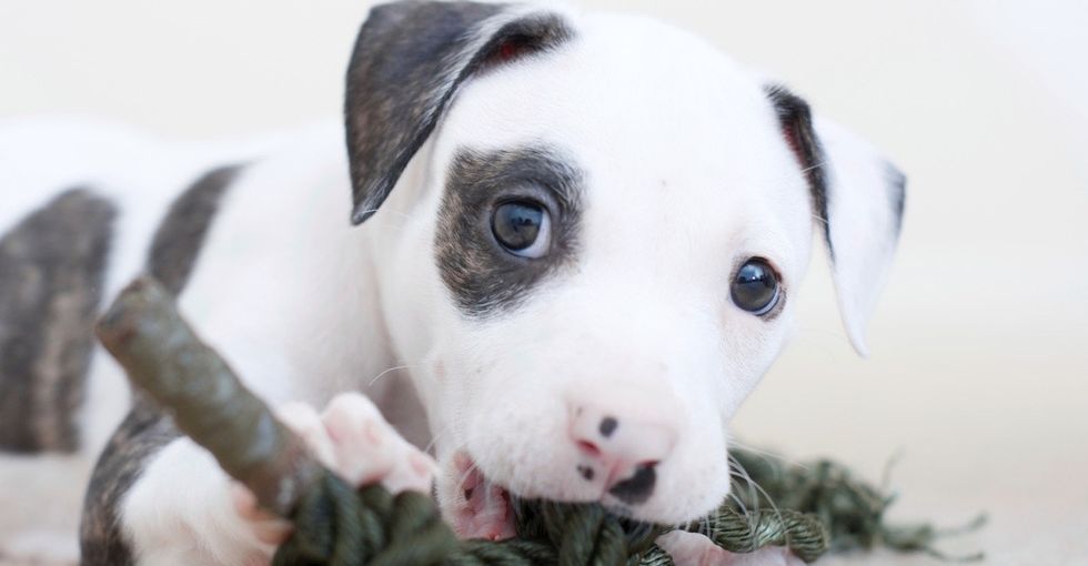 Forget what you've heard: Pit bulls make excellent pets.