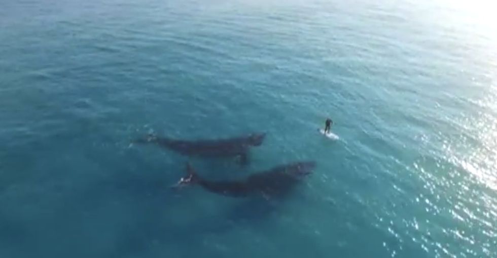 2 Australian southern right whales decided to hang out with this paddleboarder, and it was amazing.