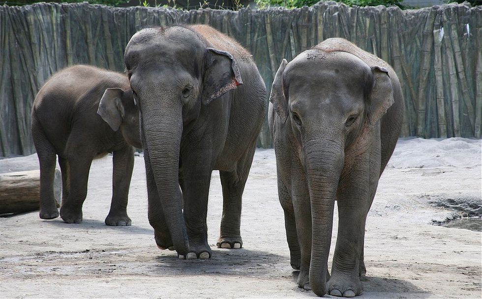 How some zoos are using leftover Christmas trees to enrich their elephants' lives.