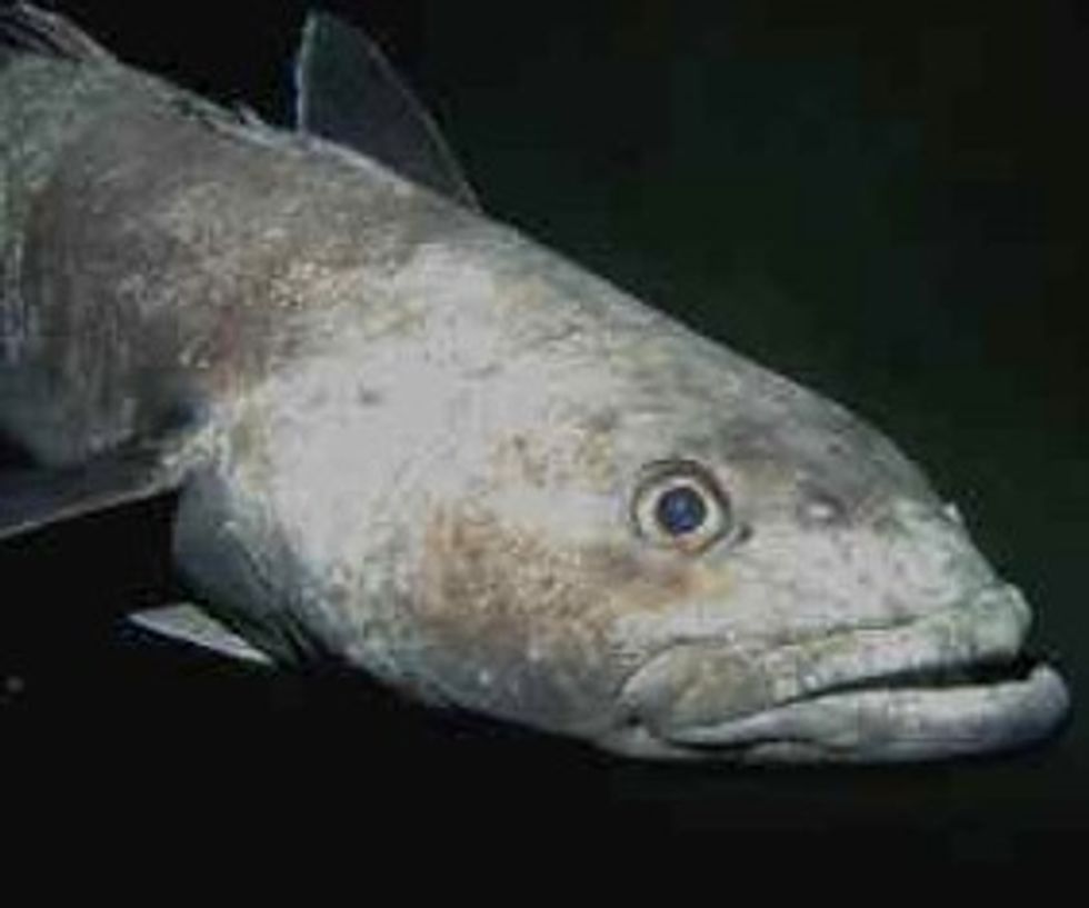 View Chilean Sea Bass (Aka Patagonian Toothfish) Pictures