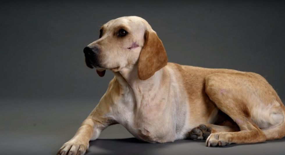 Can dogs fight against bullying? A lot of kids find relief through Marshall's familiar story.