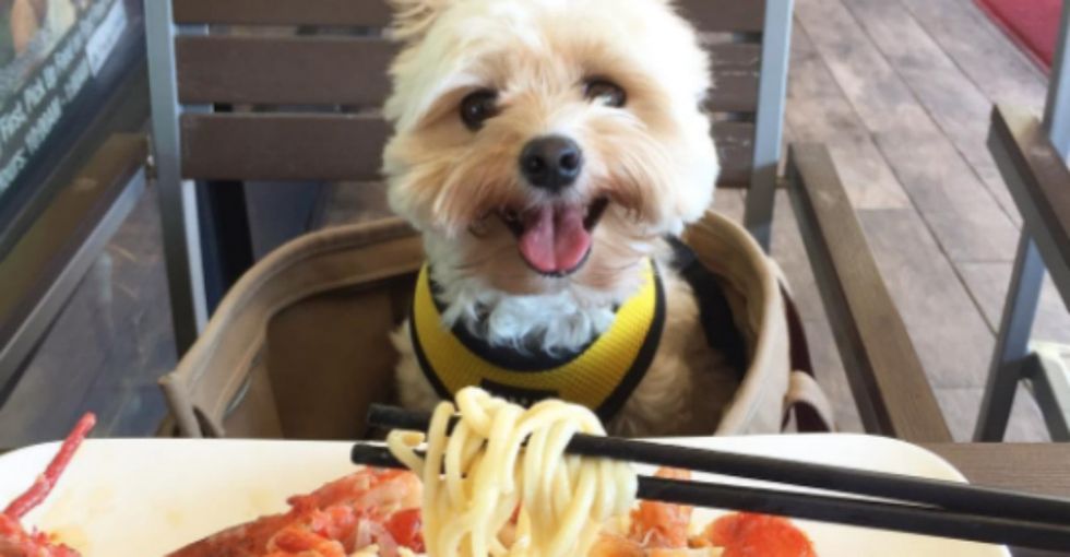 The delicious tale of Popeye, a famous rescue pup now living in food paradise.