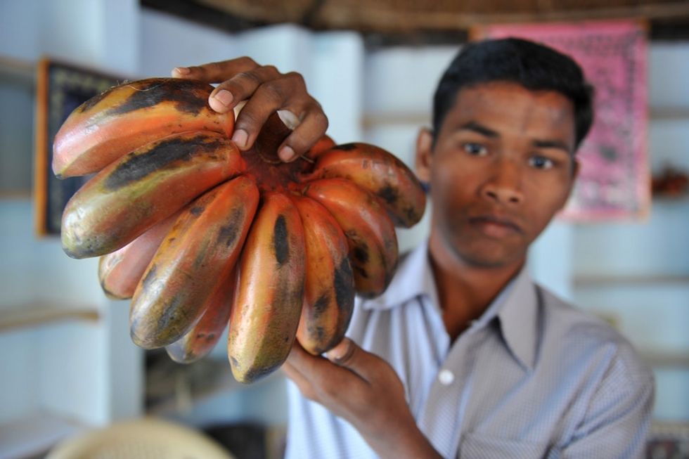 Some people are going bananas about bananas possibly going extinct.