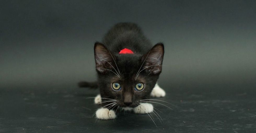 A lot of people are afraid of adopting black cats. Here are 5 adorable ones that you could get.