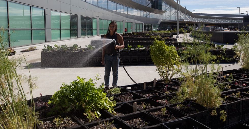 The story of how a 24,000-square-foot potato farm came to be at an airport in New York.