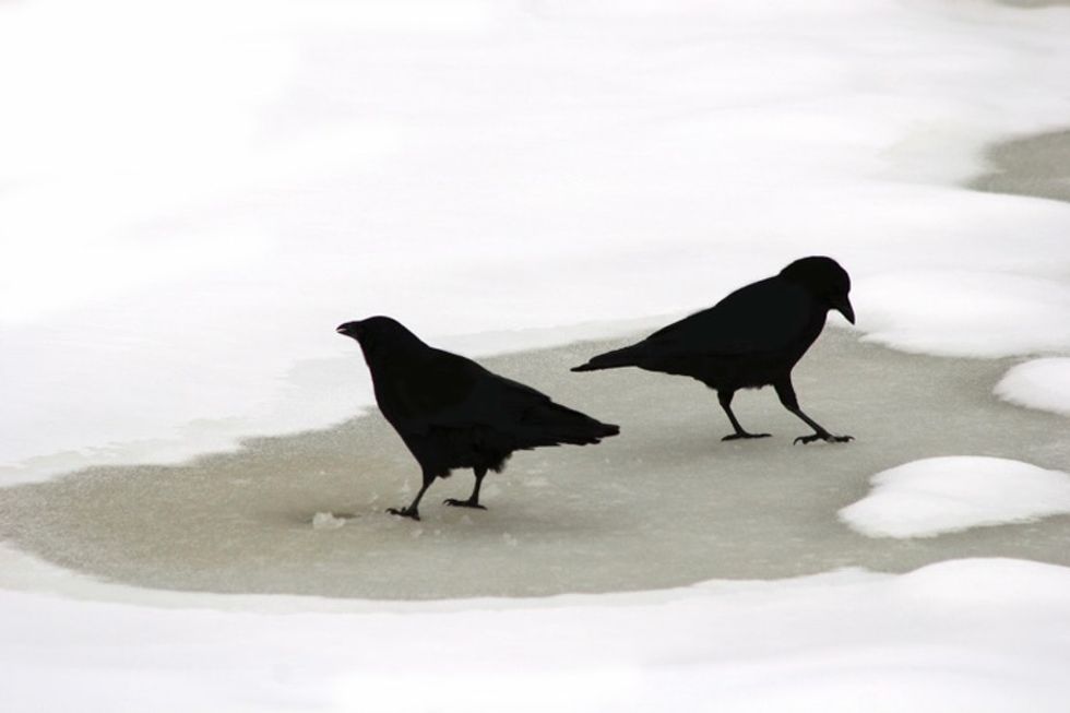 17 simple steps you can take to help animals this winter.