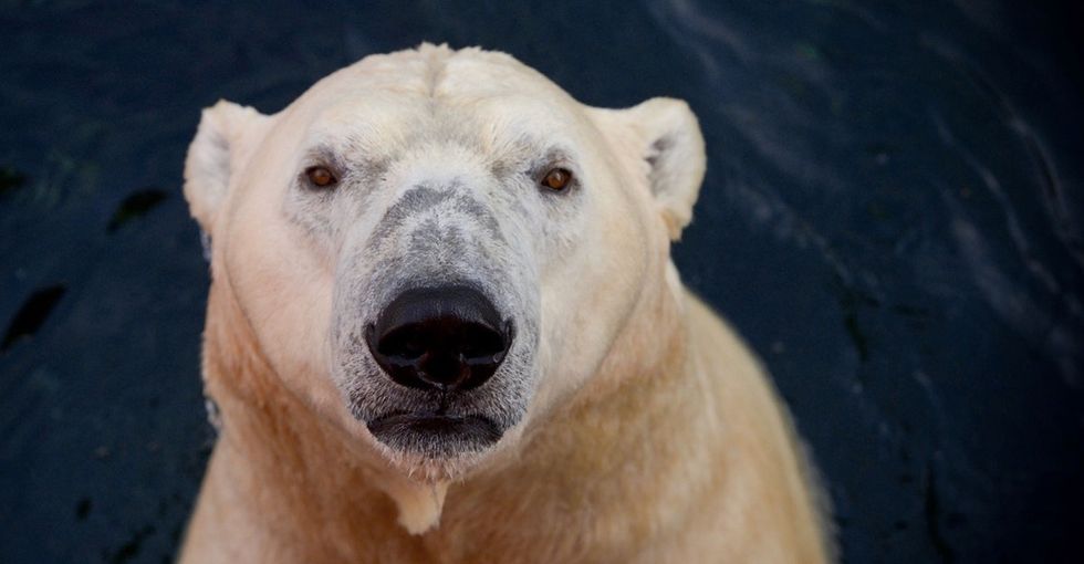 An open letter to humans from 20 animals who may not be around much longer.