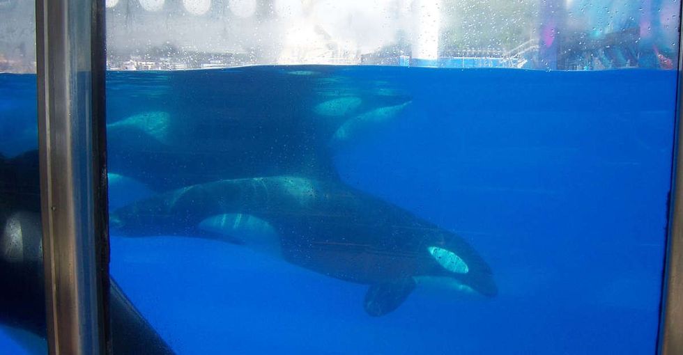 2 years after 'Blackfish,' SeaWorld is finally listening to criticism of its orca shows.