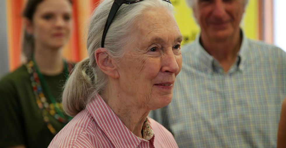 6 spot-on things Jane Goodall said about inequality and saving the planet.