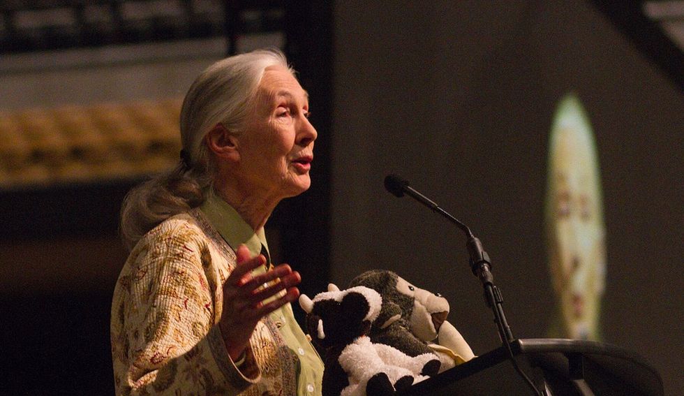 Jane Goodall, along with 30 other world leaders, tells us not to lose hope over deforestation.