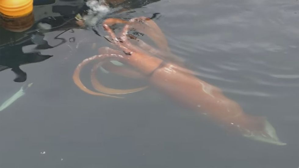 When a giant squid appeared in the harbor, this man grabbed a camera and jumped in.